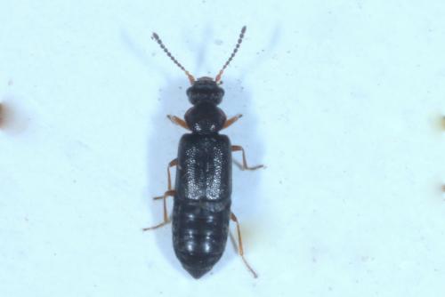 Réf. 247 646 : Coryphium angusticolle